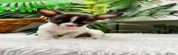 Chihuahua perros en venta: 🐾 CHIHUAHUA MACHO BICOLOR CHOCOLATE Y BLANCO 🐾 - Anuncio 2