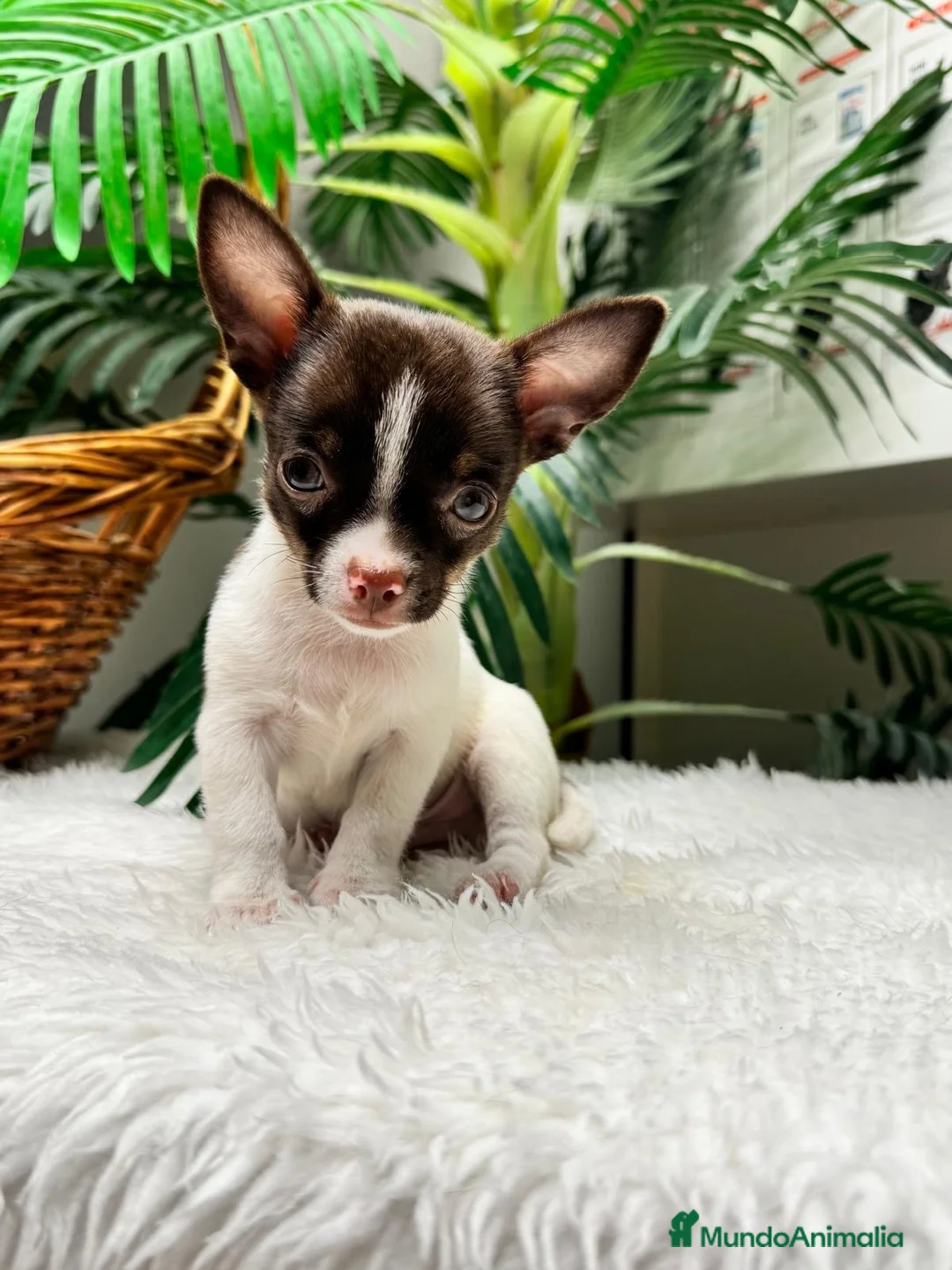 Chihuahua perros en venta: 🐾 CHIHUAHUA MACHO BICOLOR CHOCOLATE Y BLANCO 🐾 - Anuncio 2
