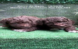 Perro de Agua Español perros en venta: Perro de Agua Español hembra - Anuncio 6