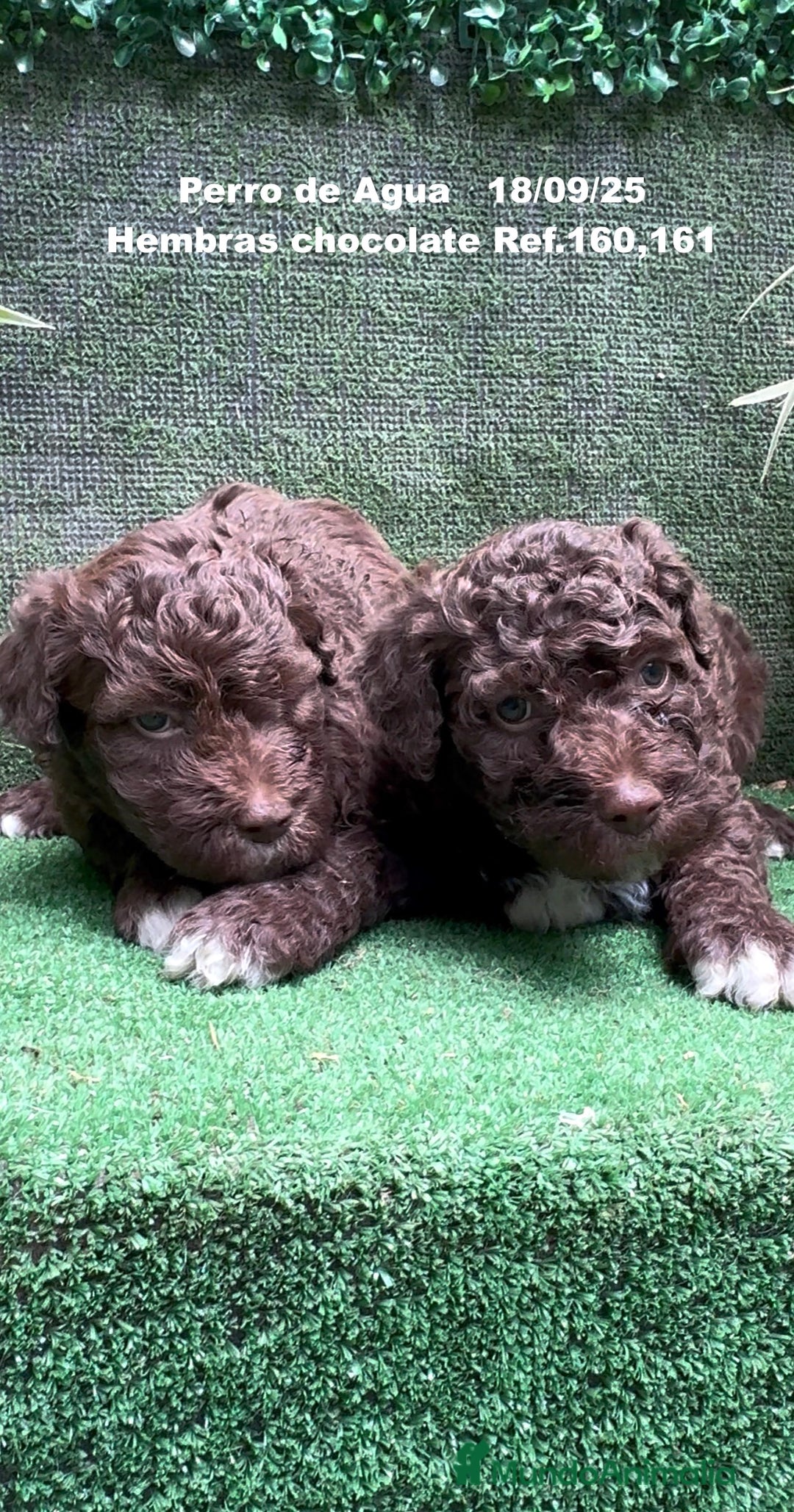 Perro de Agua Español perros en venta: Perro de Agua Español hembra - Anuncio 6