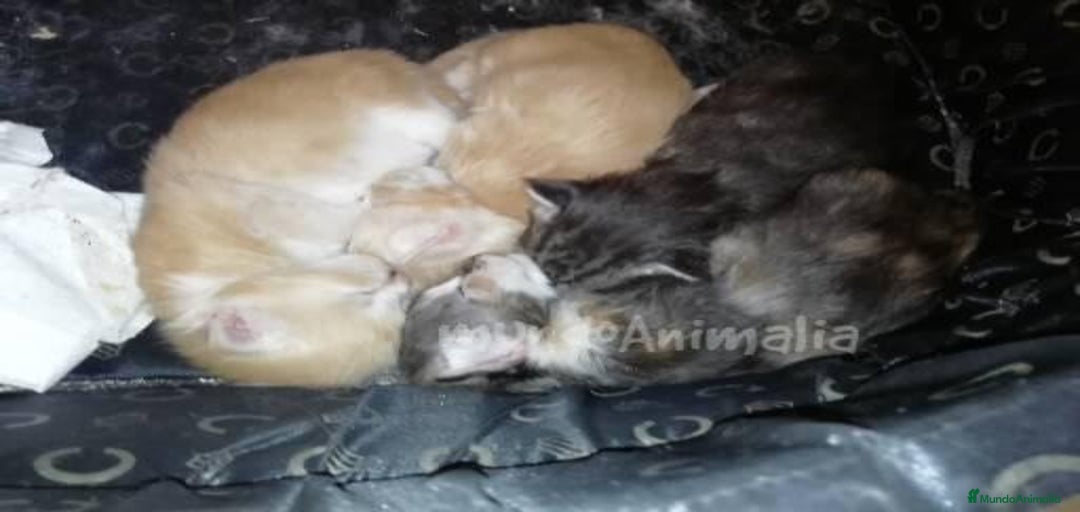 Imagen de galería {{count}}