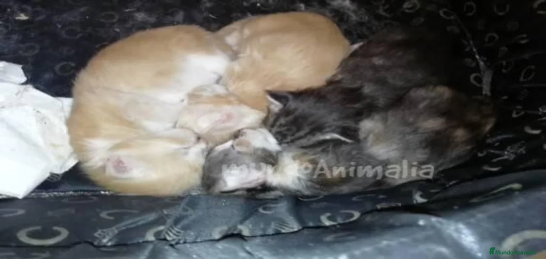 Imagen de galería {{count}}