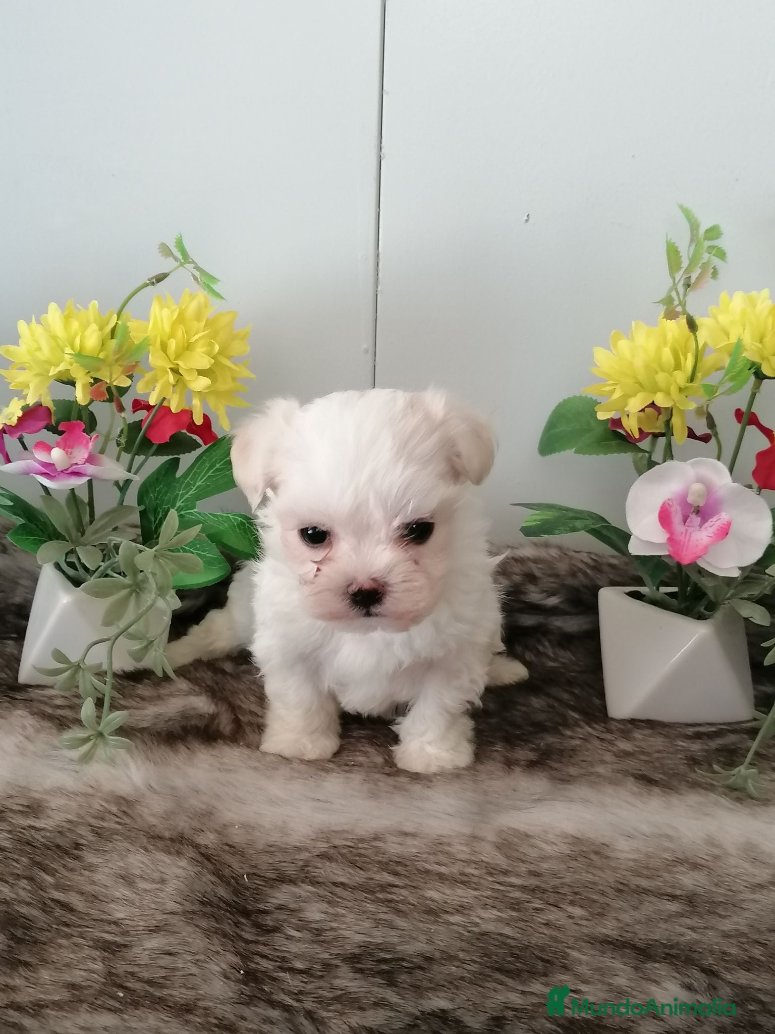 Bichón Maltés perros Preciosos bichon maltés toy - Anuncio 1