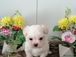 Bichón Maltés perros Preciosos bichon maltés toy - Anuncio 1