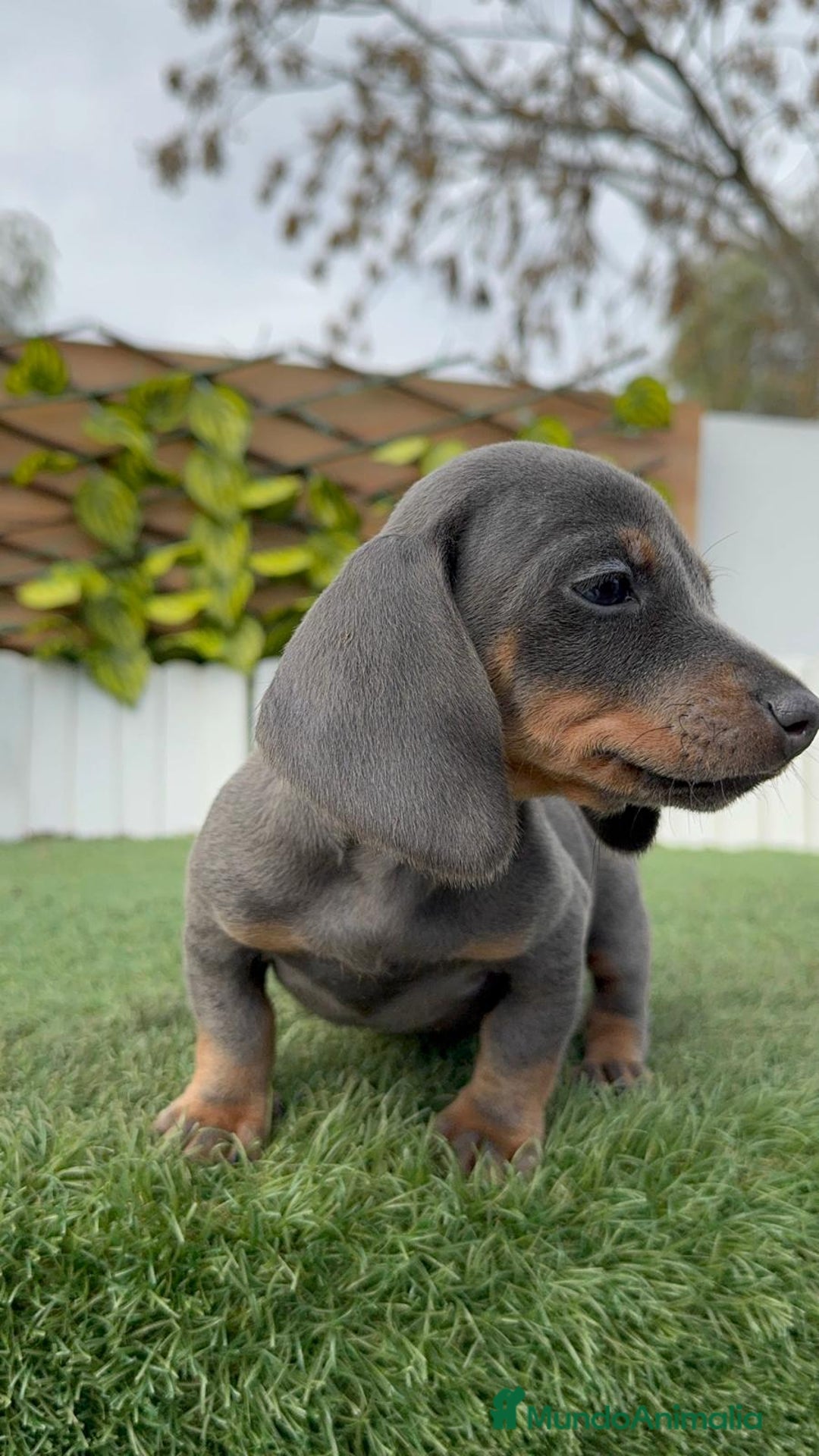 Teckel Miniatura perros en venta: TECKEL MINIATURA - Anuncio 3