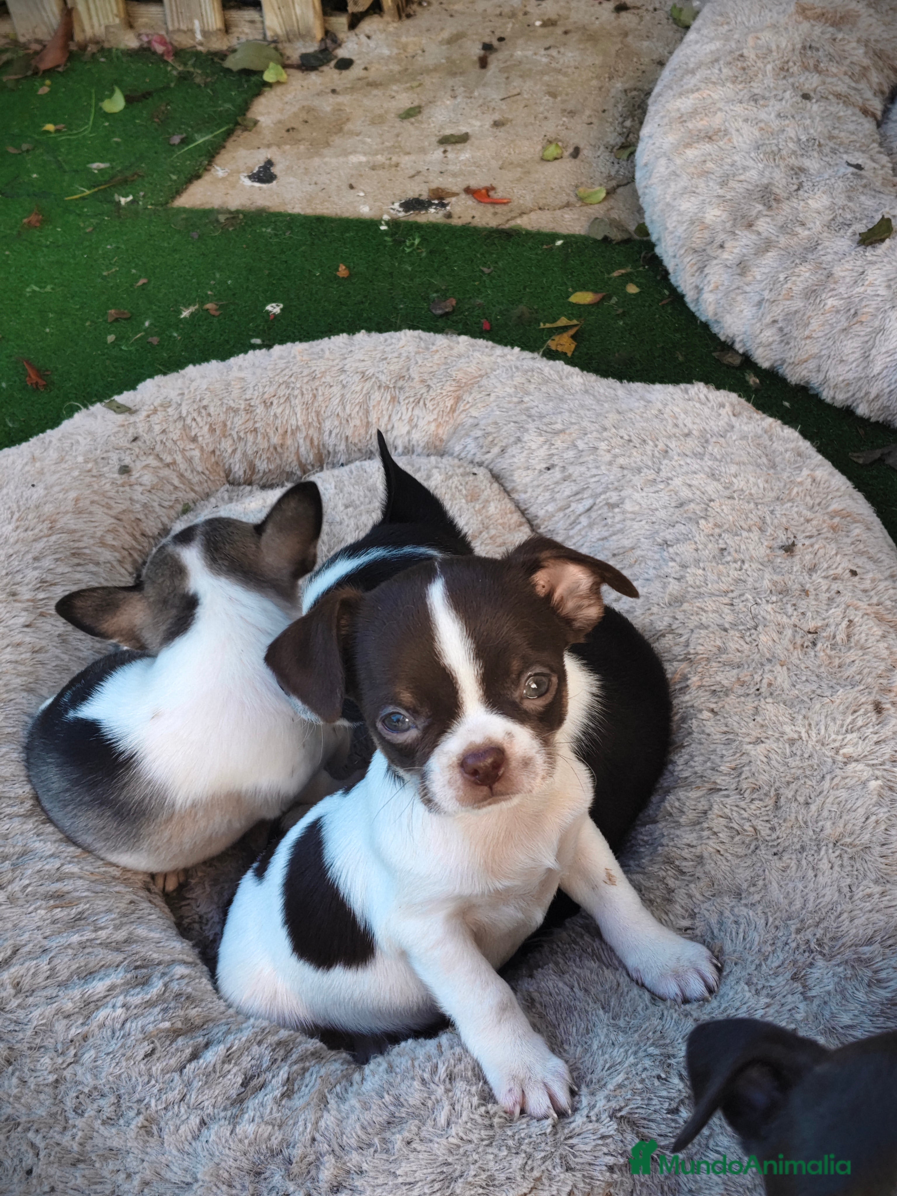 Chihuahua perros Chihuahua Toy  - Anuncio 3