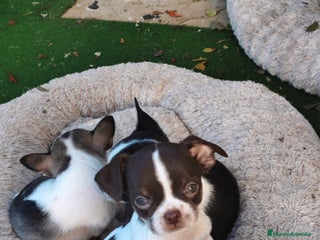 Chihuahua perros Chihuahua Toy - Anuncio 2