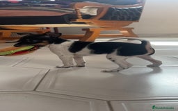 Ratón de Praga perros en venta: Último cachorros de ratón de Praga  - Imagen 5