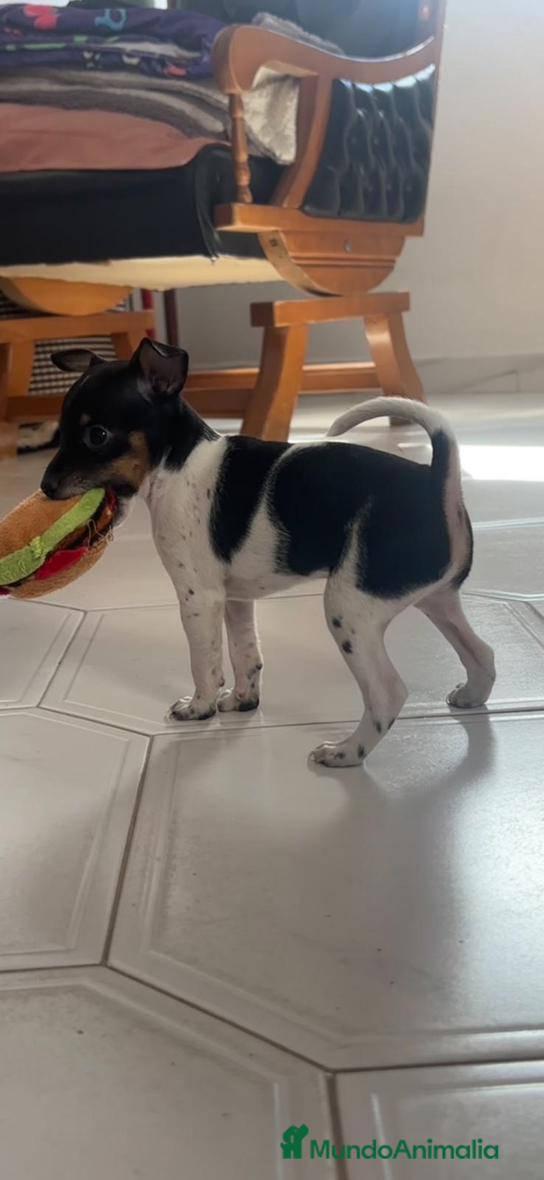 Ratón de Praga perros en venta: Último cachorros de ratón de Praga  - Imagen 5