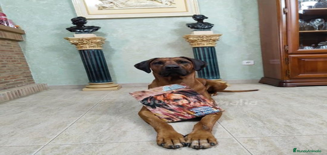 Imagen de galería {{count}}