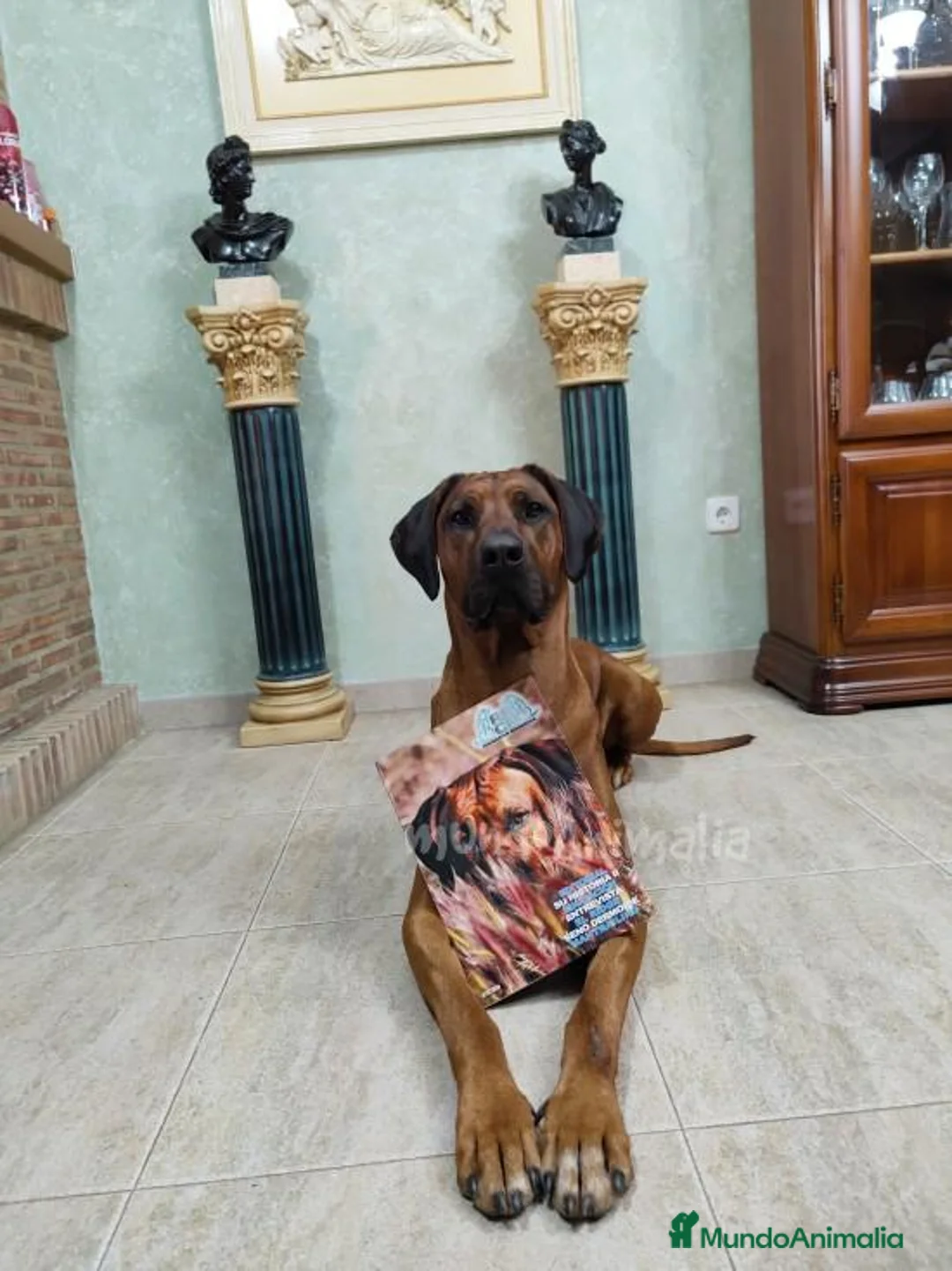 Imagen de galería {{count}}