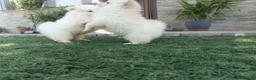 Pomerania perros en venta: Pomerania toy blancos en Madrid - Anuncio 10