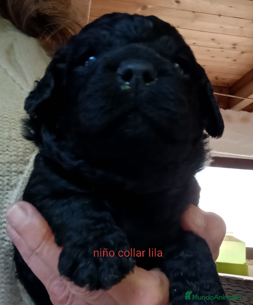 Labradoodle perros en venta: Hermosos cachorros medianos - Imagen 3