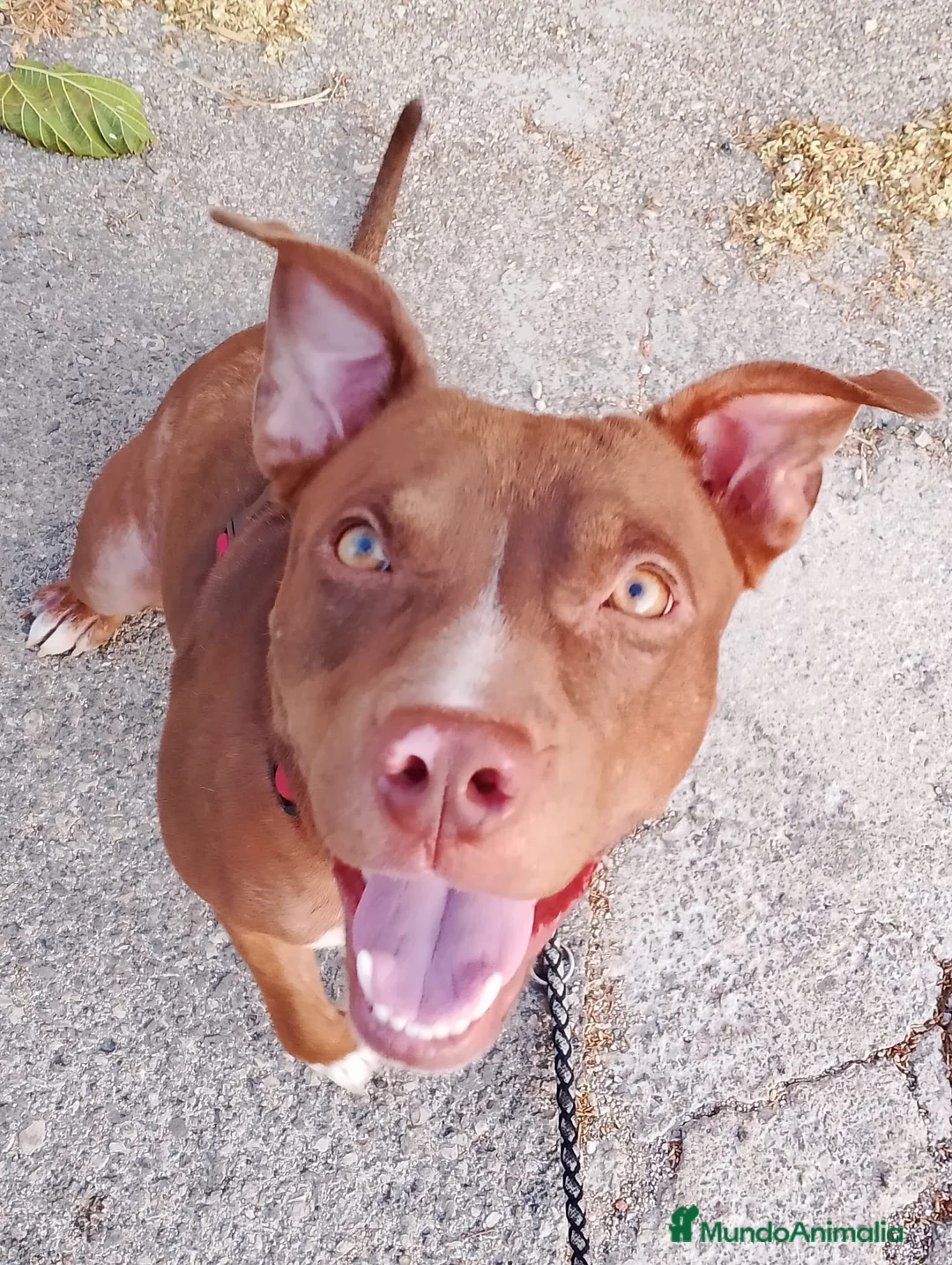 American Pit Bull Terrier perros en adopcion: SOPHIE ❤️✨ en adopción  - Anuncio 8
