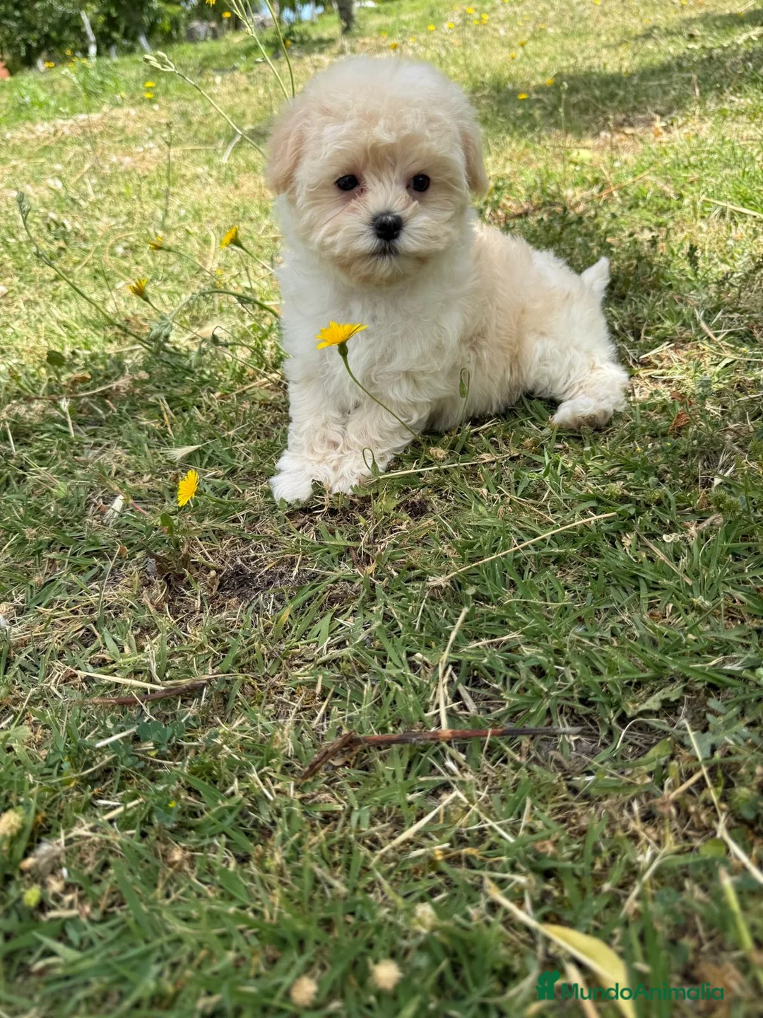 Maltipoo perros en venta: Maltipoo Macho !!! - Anuncio 2