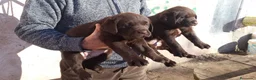 Labrador Retriever perros en venta: Labradores color chocolate - Anuncio 5