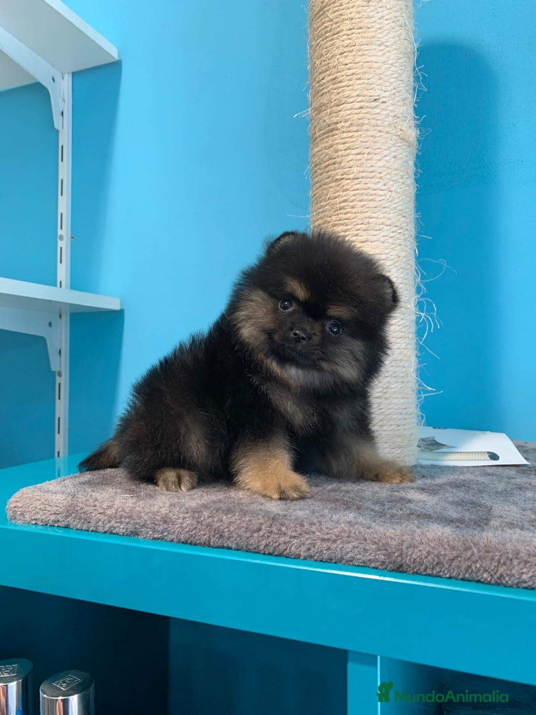 Pomerania perros en venta: Pomerania mini  - Imagen 3