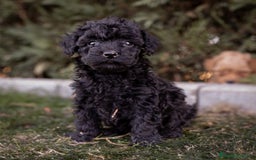 Caniche Toy perros en venta: Caniche Toy - hembra negra  - Imagen 2