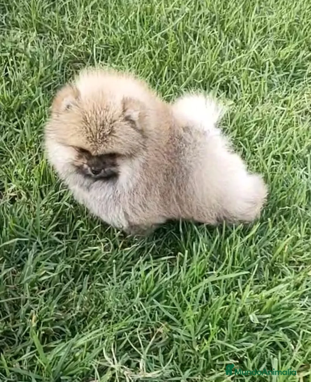 Pomerania perros en venta: EXCLUSIVOS POMERAMIAS  - Anuncio 3
