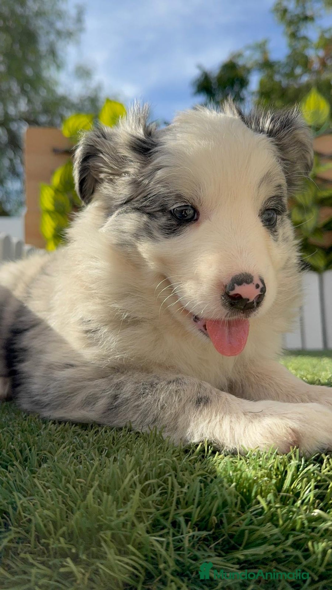 Border Collie perros en venta: BORDER COLLIE HEMBRA MERLE - Imagen 12