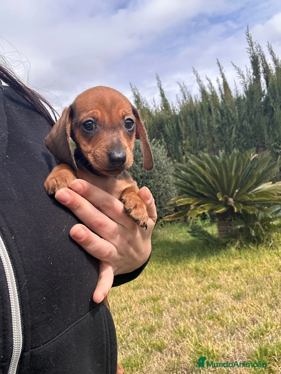 Teckel Miniatura perros en venta: Teckel muy pequeño  - Anuncio 2