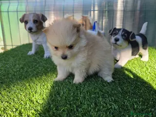 Pomerania perros Pomerania toy minis - Anuncio 12