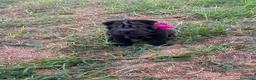 Shar Pei perros en venta: Disponible schar pei americano  - Anuncio 4