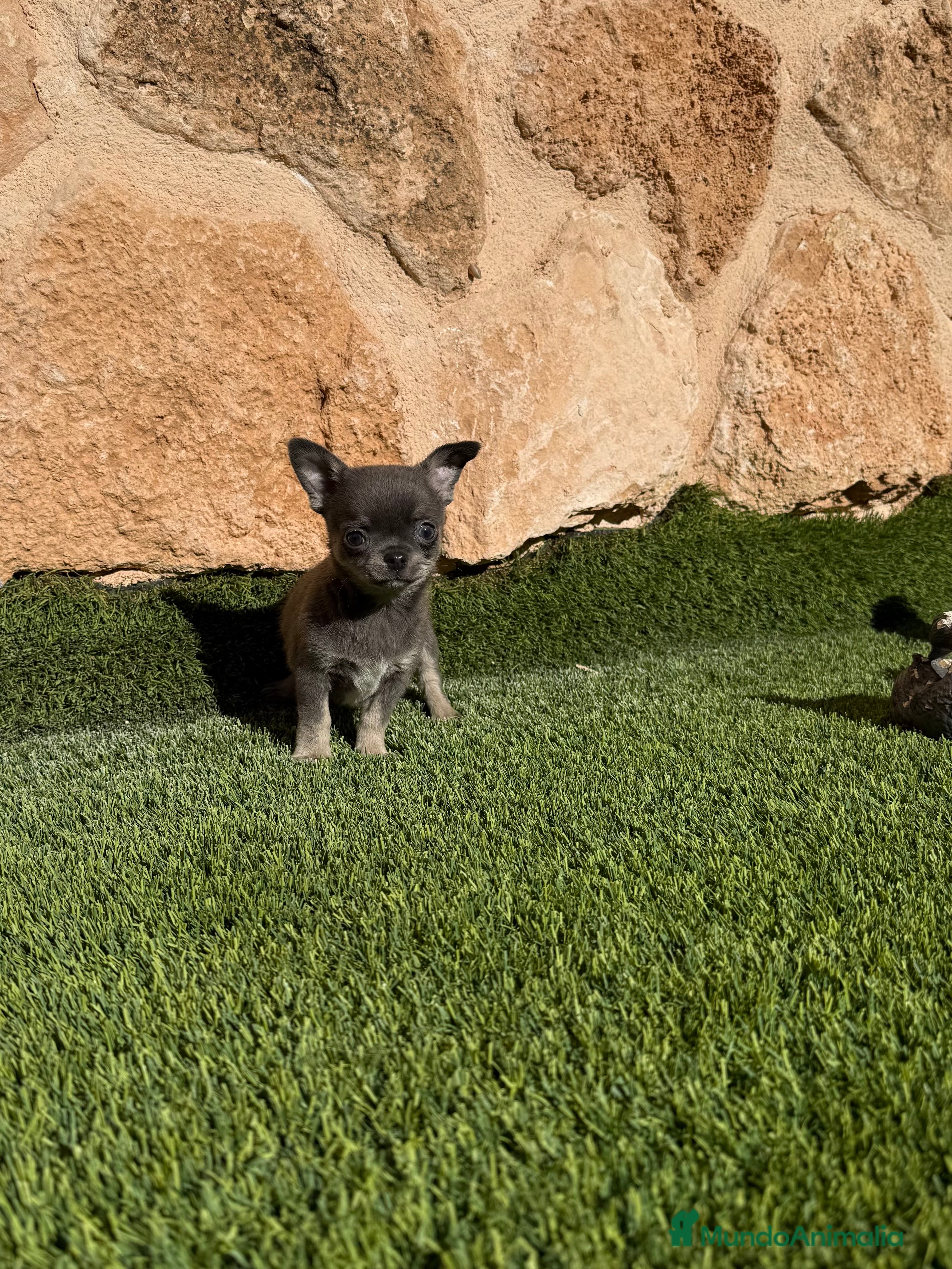 Chihuahua perros Chihuahua Toy - Anuncio 1