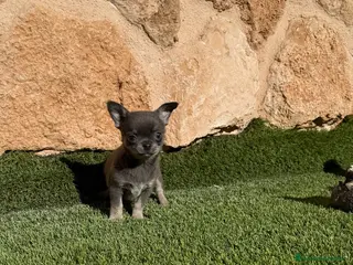 Chihuahua perros Chihuahua Toy - Anuncio 1
