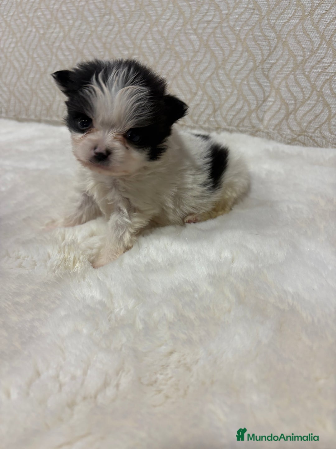 Pomerania perros en venta: Lulu Pomerania macho mini Toy color party - Anuncio 1