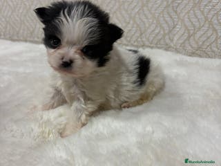 Pomerania perros Lulu Pomerania macho mini Toy color party - Anuncio 4