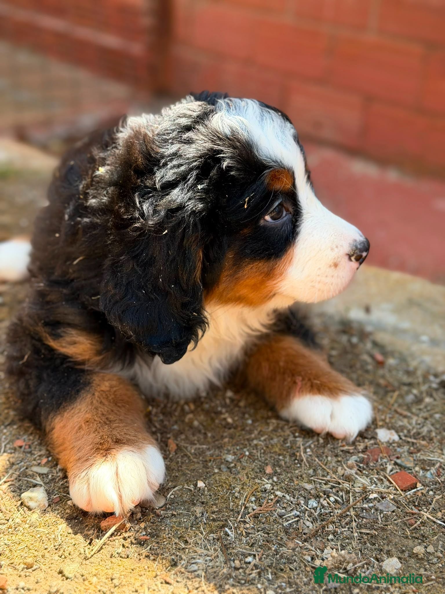 Boyero de Berna perros BOYERO DE BERNA HEMBRA - Anuncio 1