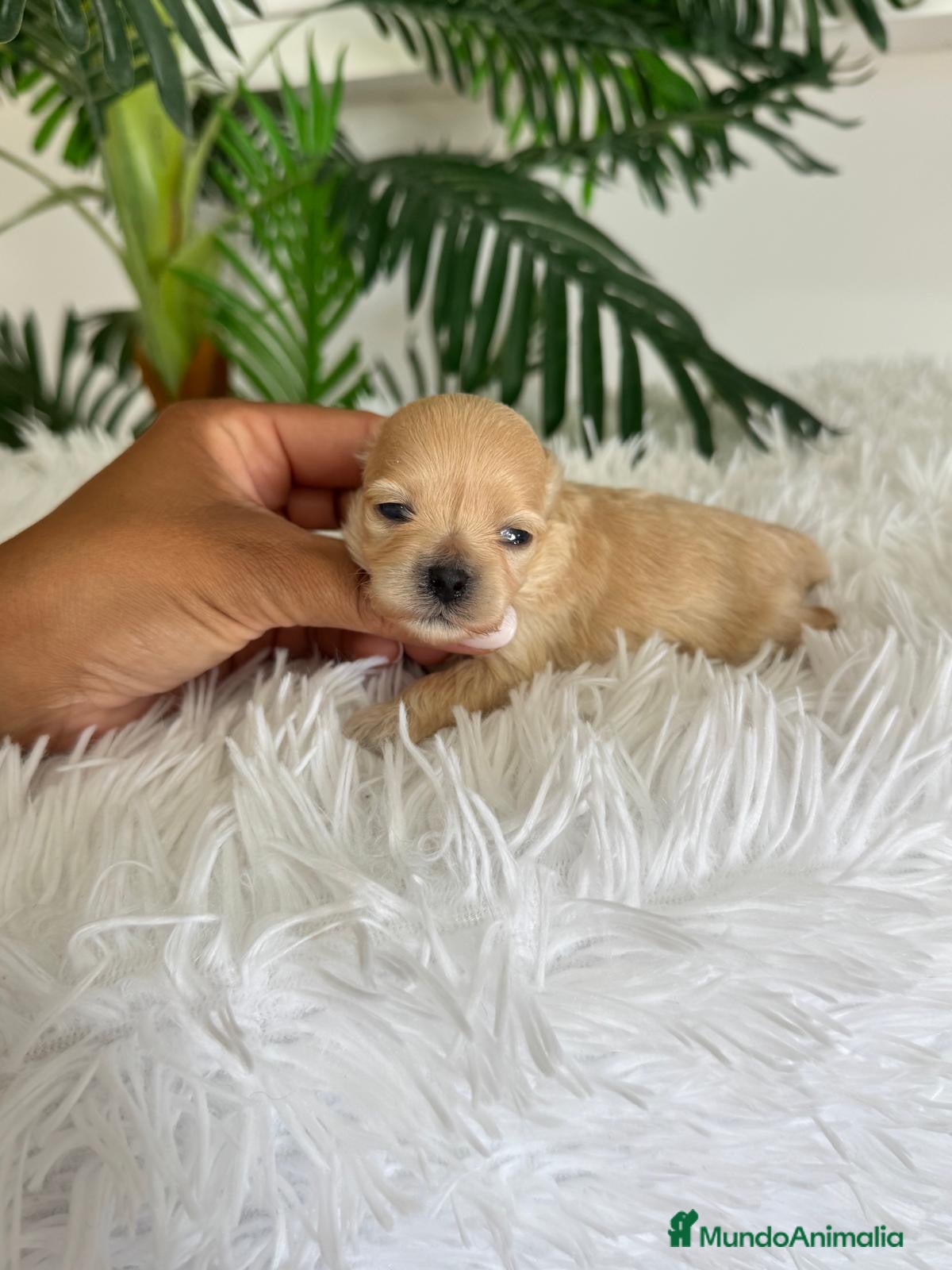 Maltipoo perros MALTIPOO TOY HEMBRA - Anuncio 1