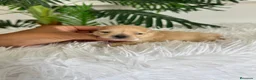Maltipoo perros en venta: MALTIPOO TOY HEMBRA - Anuncio 1