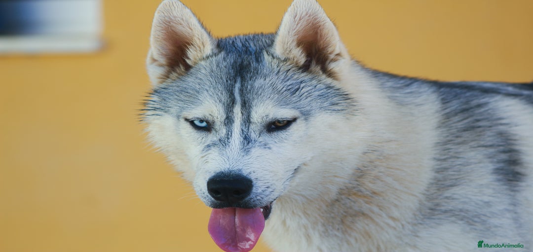 Imagen de galería {{count}}