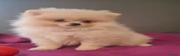 Pomerania perros en venta: POMERANIA - Anuncio 4