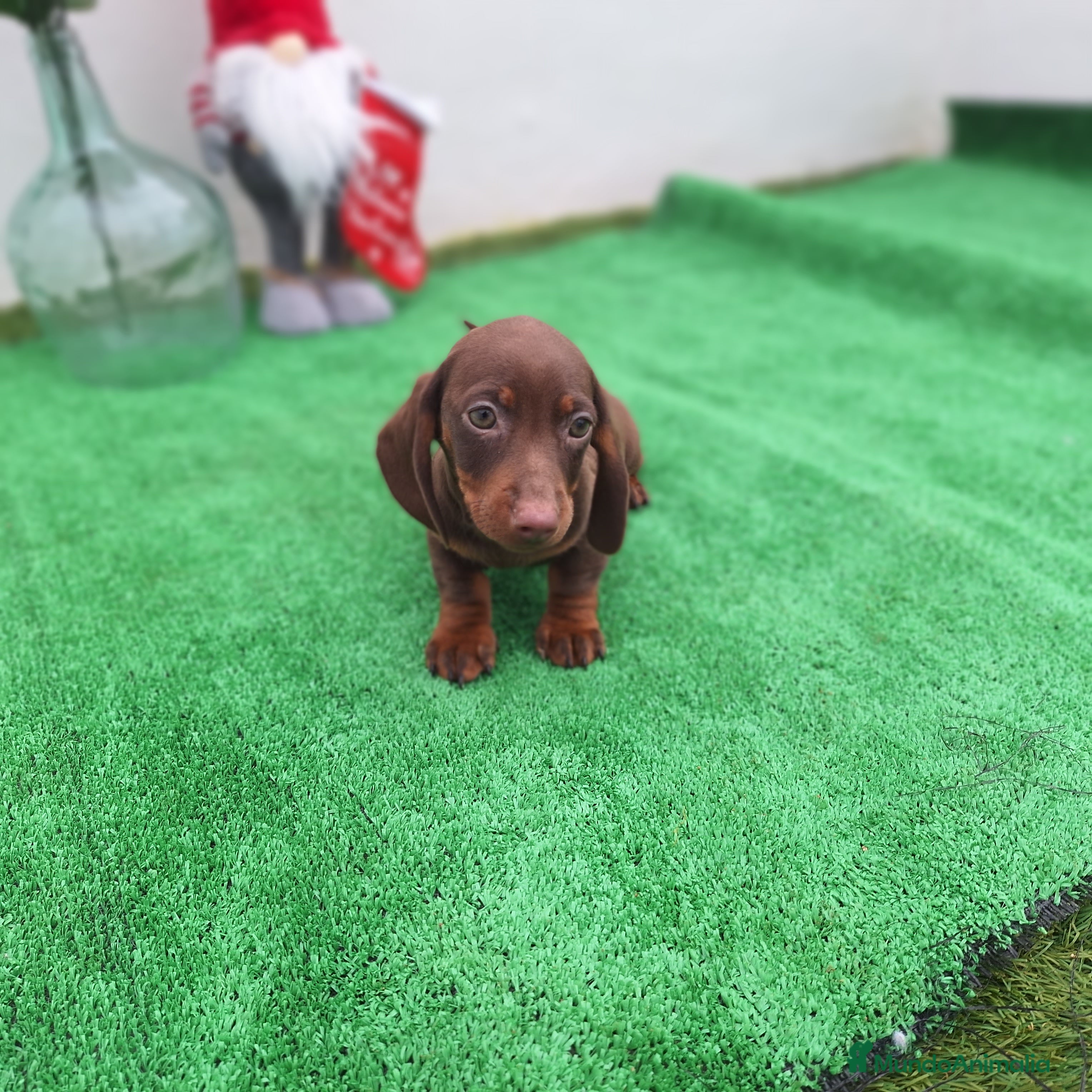 Teckel Miniatura perros TECKEL MINIATURA CHOCOLATE  - Anuncio 5