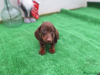 Teckel Miniatura perros TECKEL MINIATURA CHOCOLATE - Anuncio 1