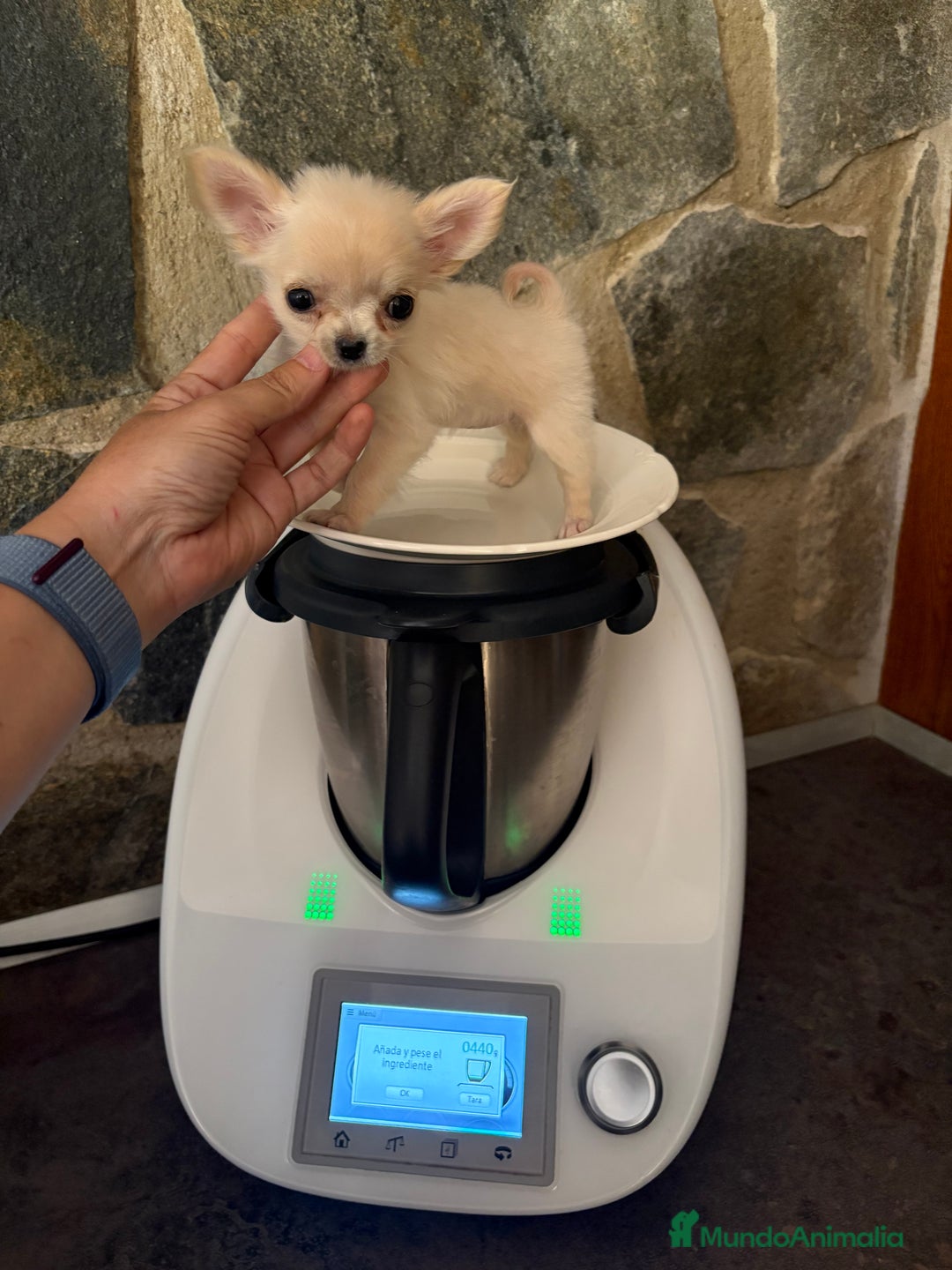 Chihuahua perros en venta: Chihuahua Micro Toy Hembra disponible  - Imagen 1