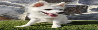 Pomsky 1