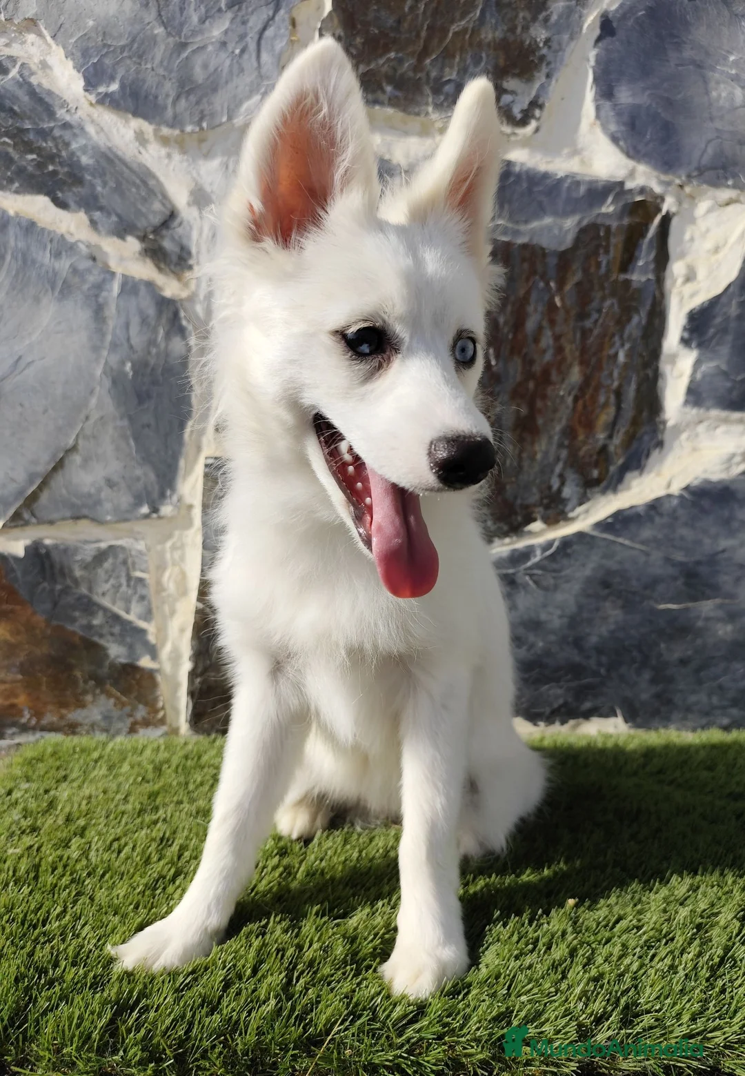 Pomsky perros en venta: Hembra pomsky  - Anuncio 3