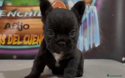 Bulldog Francés perros en venta: Cachorros de Bulldog Frances. - Imagen 4