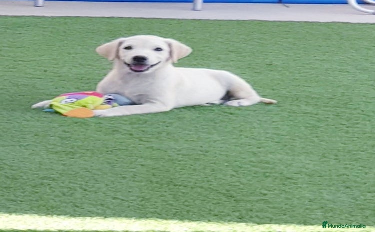 Labrador Retriever perros - Propaganda 5