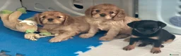 Cavalier King Charles Spaniel perros en venta: Cavalier King Charles Spaniel  en Alicante - Anuncio 5