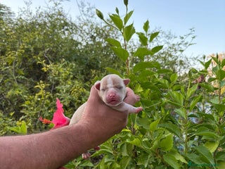 American Bully perros - Anuncio 4