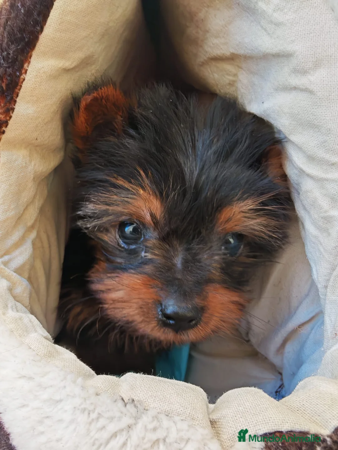 Yorkshire Terrier perros en venta: YORKSHIRE MINIATURA HEMBRA  en Cáceres - Anuncio 1