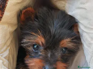 Yorkshire Terrier perros YORKSHIRE MINIATURA HEMBRA en Cáceres - Anuncio 1