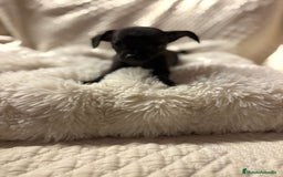 Chihuahua perros en venta: Chihuahua toy hembras - Imagen 1