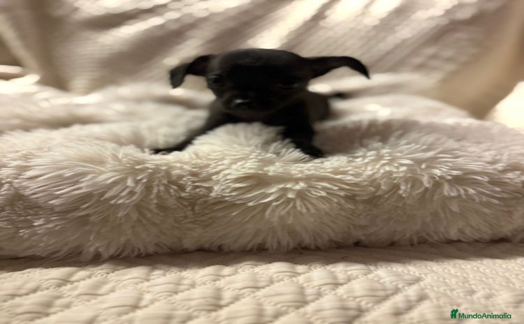 Chihuahua perros - Anuncio 2