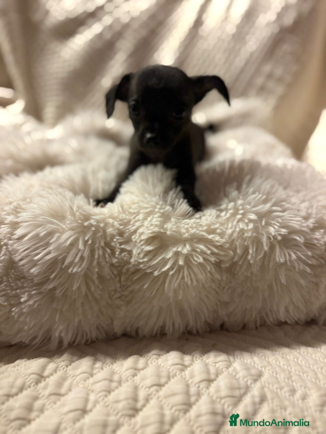 Chihuahua perros en venta: Chihuahua toy hembras - Imagen 1